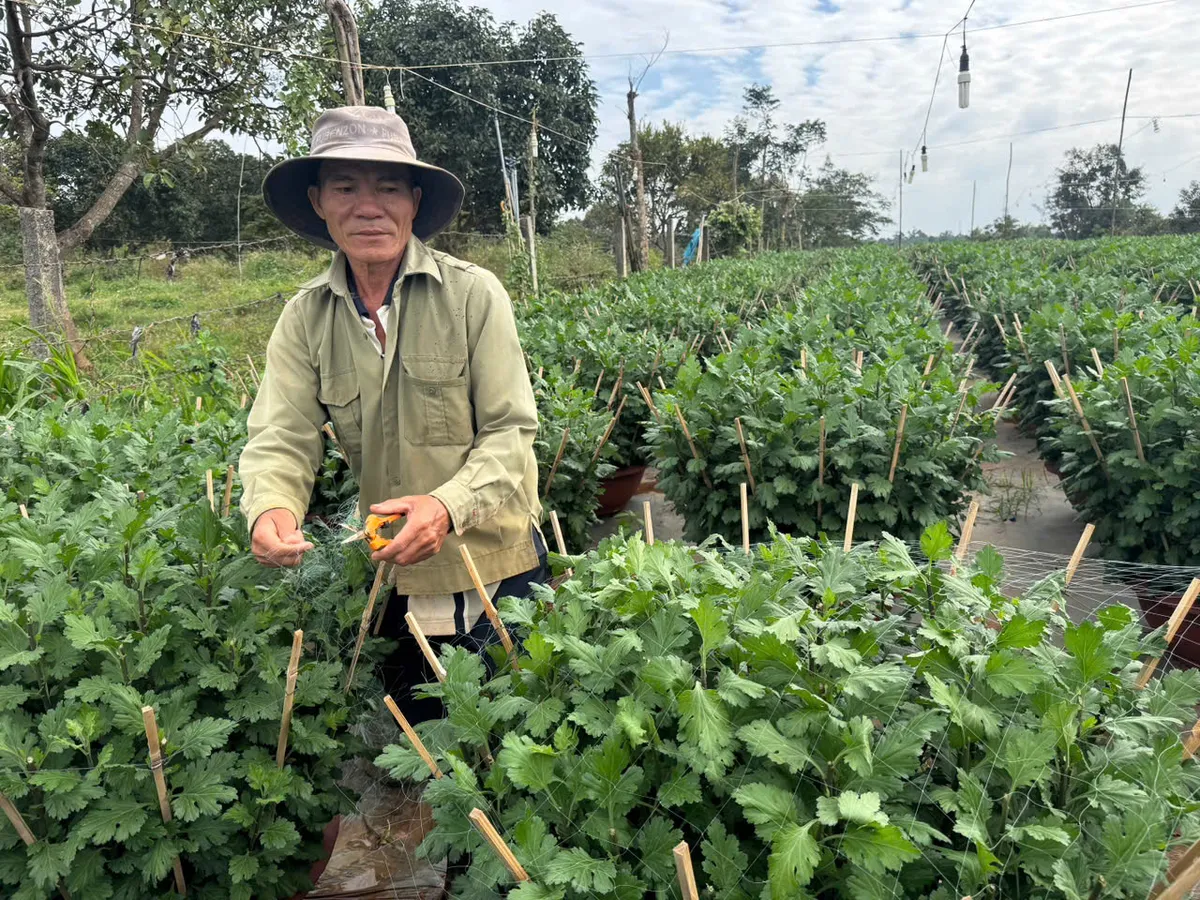 L&agrave;ng hoa Đắk Lắk gượng dậy sau lũ để kịp v&agrave;o vụ Tết Nguy&ecirc;n Đ&aacute;n - Ảnh 2.