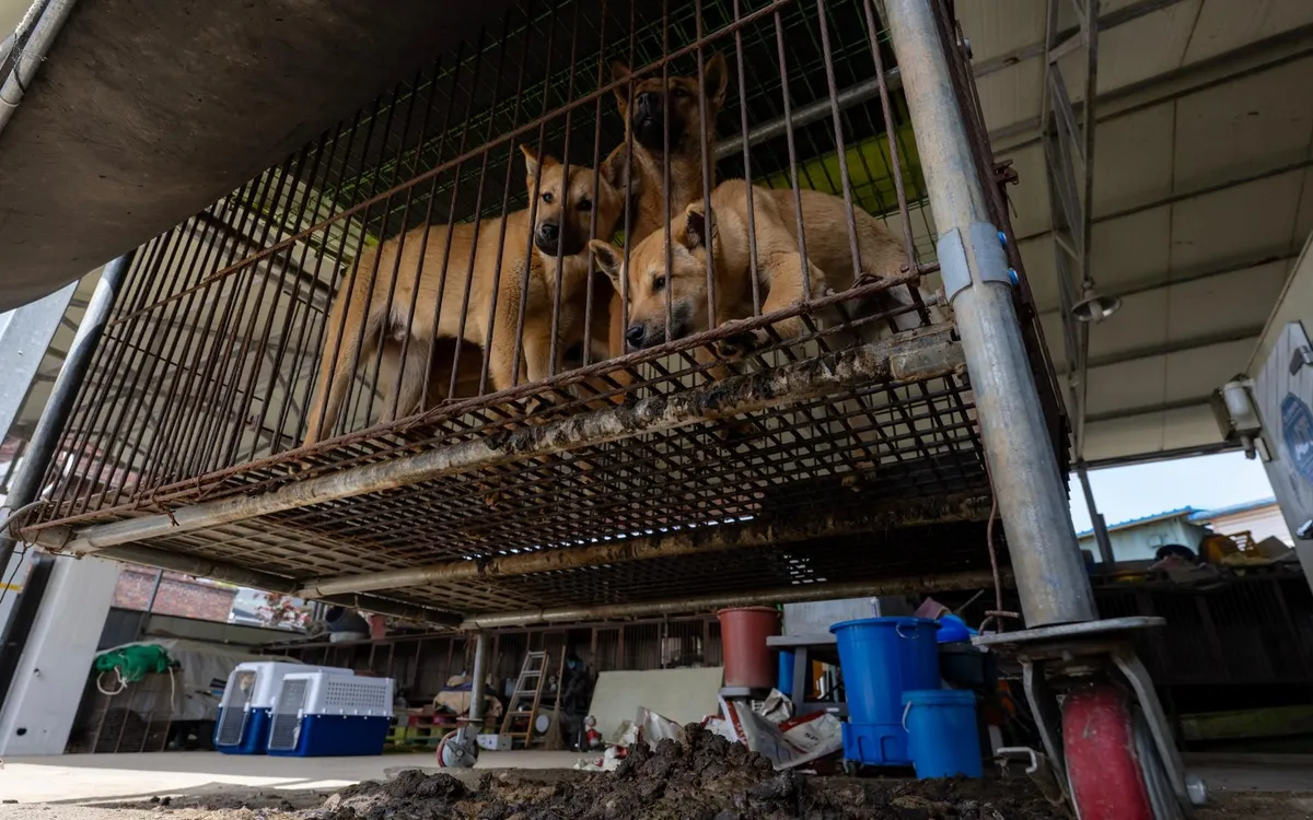 Những con chó bị nhốt trong lồng tại một trang trại nuôi chó lấy thịt ở Cheongju, tỉnh Bắc Chungcheong, Hàn Quốc (Ảnh tư liệu: Korea Times)