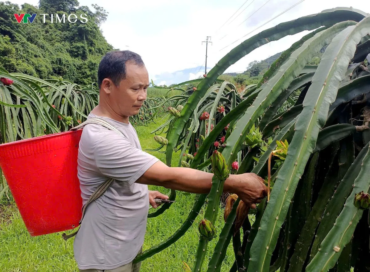 Thuận H&ograve;a (Tuy&ecirc;n Quang): Chuyển đổi c&acirc;y trồng, vật nu&ocirc;i gi&uacute;p hộ ngh&egrave;o v&agrave; đồng b&agrave;o d&acirc;n tộc cải thiện sinh kế - Ảnh 1.