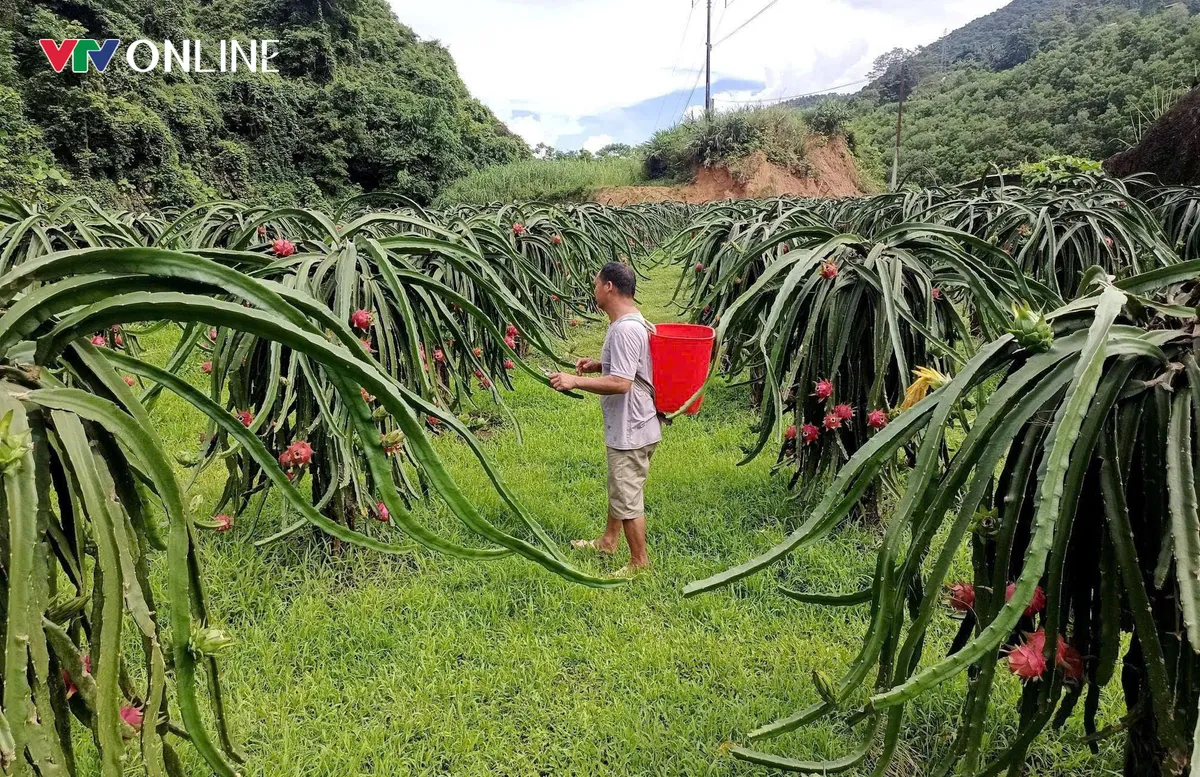 Thuận H&ograve;a (Tuy&ecirc;n Quang): Chuyển đổi c&acirc;y trồng, vật nu&ocirc;i gi&uacute;p hộ ngh&egrave;o v&agrave; đồng b&agrave;o d&acirc;n tộc cải thiện sinh kế - Ảnh 4.
