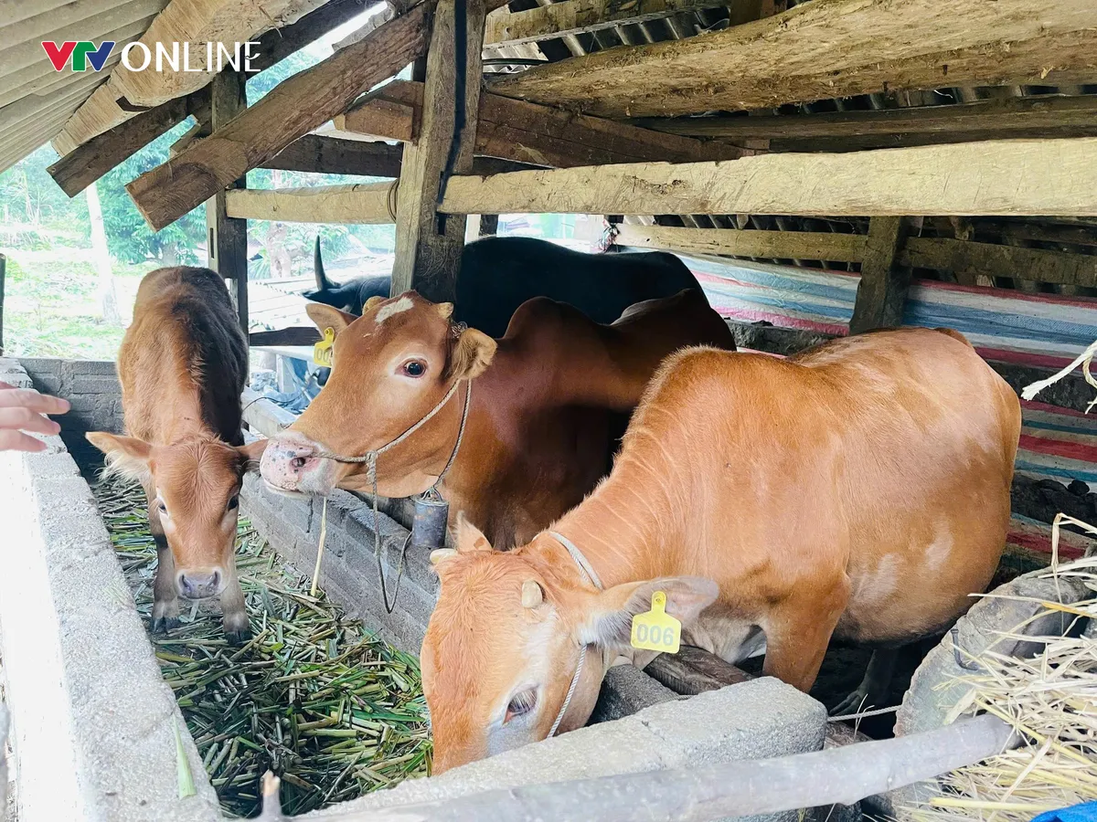 Thuận H&ograve;a (Tuy&ecirc;n Quang): Chuyển đổi c&acirc;y trồng, vật nu&ocirc;i gi&uacute;p hộ ngh&egrave;o v&agrave; đồng b&agrave;o d&acirc;n tộc cải thiện sinh kế - Ảnh 5.
