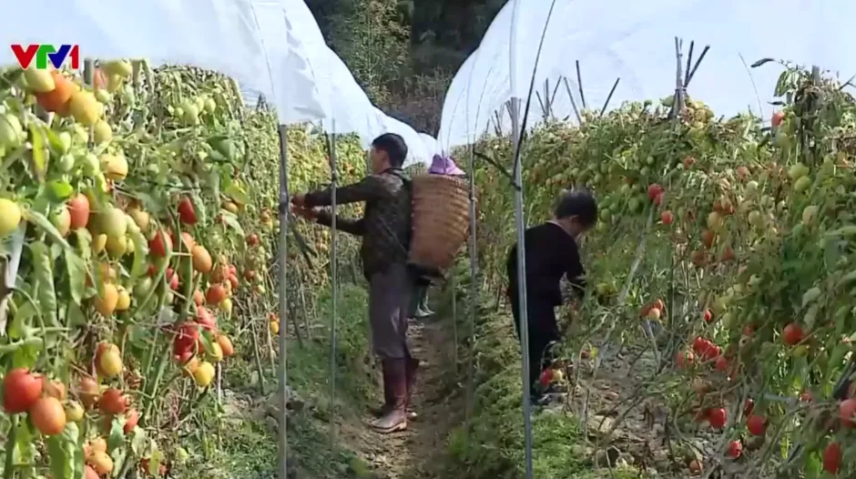 Từ giảm nghèo còn 1% đến cơ bản không còn hộ nghèo - Ảnh 1.