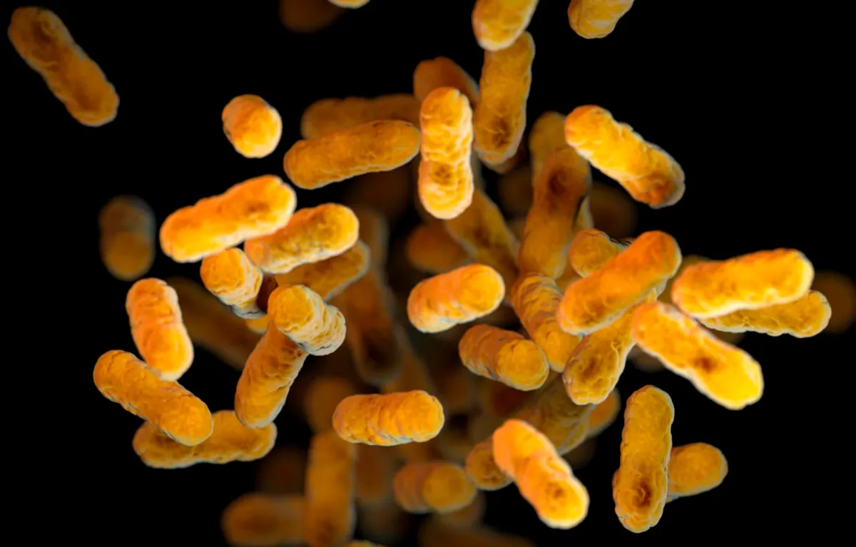 Mỹ ghi nhận gần 28.000 ca ho g&agrave; trong năm 2025 - Ảnh 1.