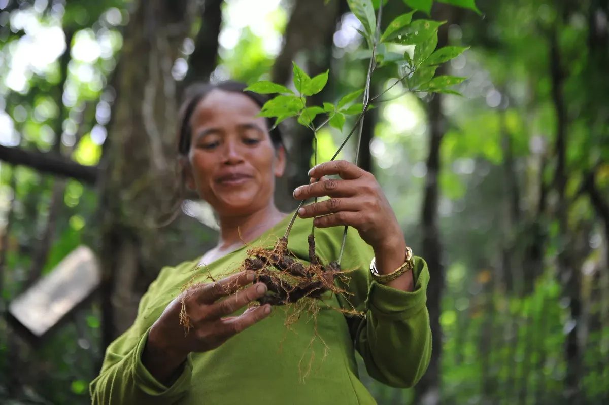 Măng Đen: Khi mỗi nh&agrave;nh s&acirc;m đều sở hữu một "hộ chiếu số" định danh- Ảnh 1.