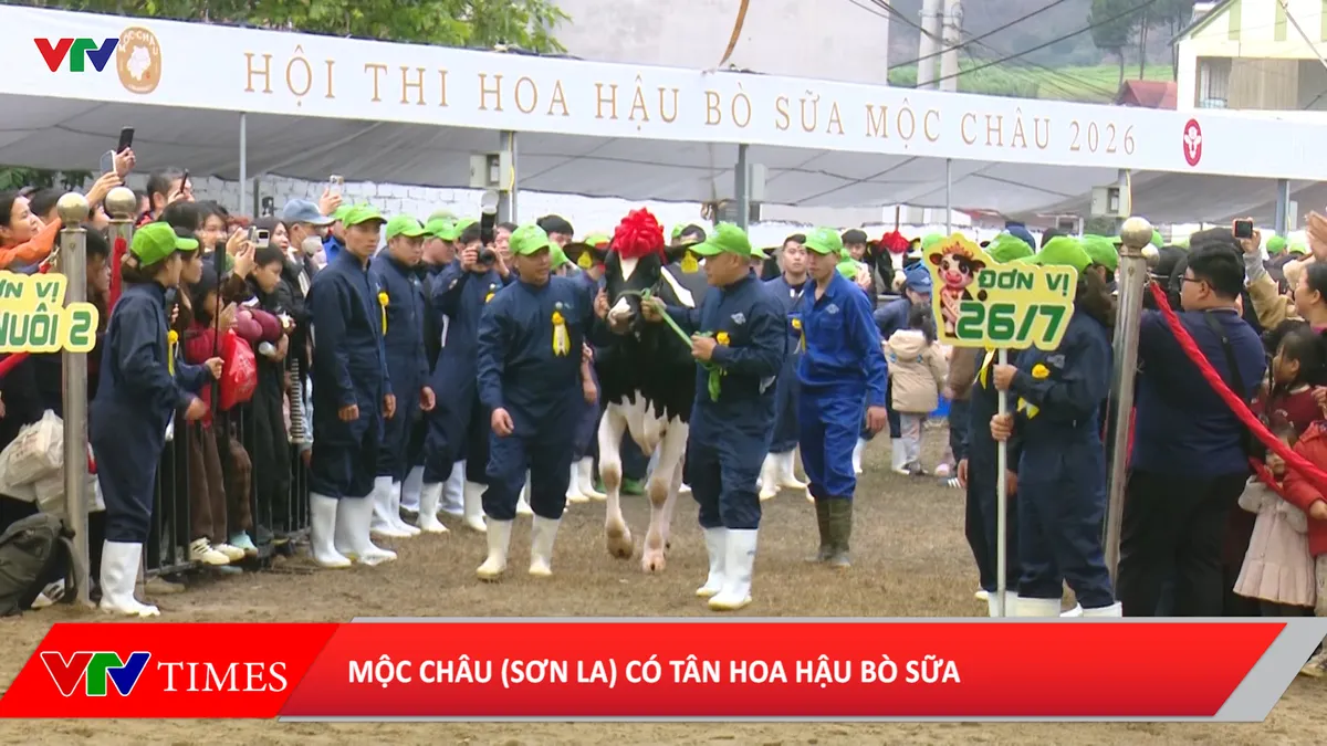 Mộc Châu (Sơn La) có tân Hoa hậu bò sữa - Ảnh 1.