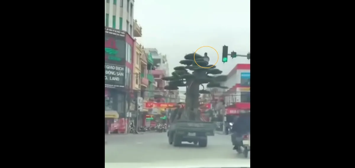 Chở cây cảnh "quá khổ": Tài xế bị xử phạt 39 triệu đồng, trừ 2 điểm giấy phép lái xe - Ảnh 2.