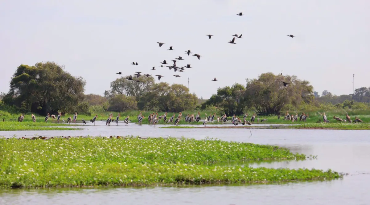 "Vương quốc" chim di cư Tràm Chim: Bản hòa tấu của sự sống trên vùng đất ngập nước- Ảnh 1. "Vương quốc" chim di cư Tràm Chim: Bản hòa tấu của sự sống trên vùng đất ngập nước- Ảnh 1.