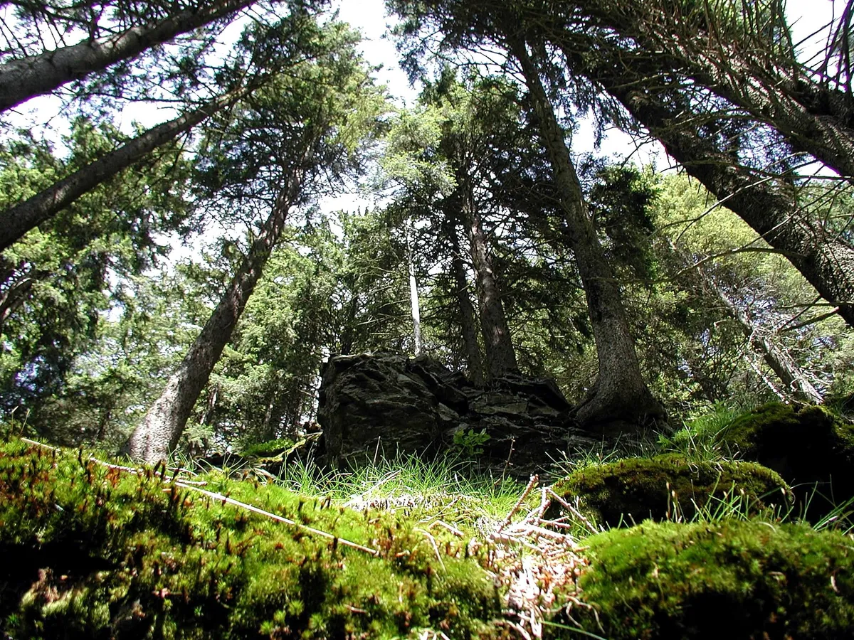 Giữa đại ng&agrave;n nhiệt đới: Bản lĩnh sinh tồn v&agrave; lằn ranh của sự sợ h&atilde;i- Ảnh 1.