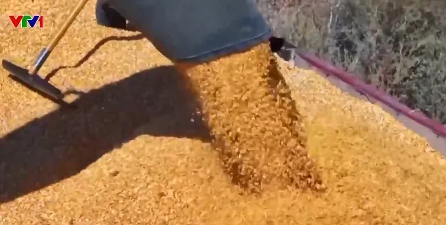 Indonesia ngừng nhập khẩu một số loại lương thực  - Ảnh 1.