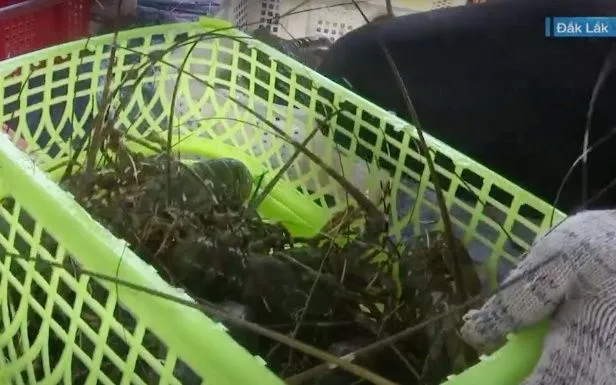 Tôm hùm giá tăng cao nhưng ngư dân và thương lái đều thiếu hàng