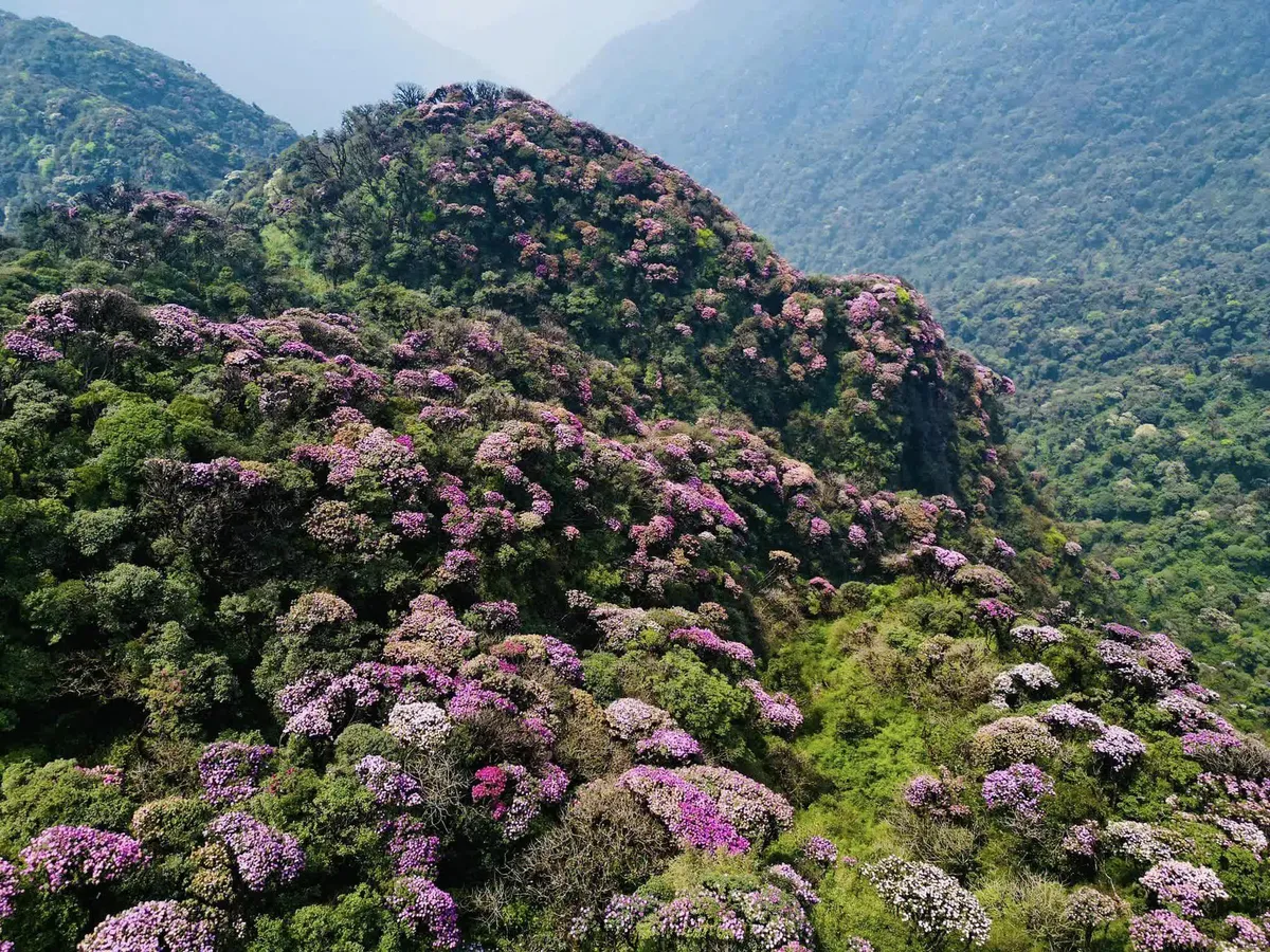 Mật mã gene của "vàng xanh" Hoàng Liên Sơn: Cuộc đua bảo tồn trước ngưỡng cửa tuyệt chủng- Ảnh 1. Mật mã gene của "vàng xanh" Hoàng Liên Sơn: Cuộc đua bảo tồn trước ngưỡng cửa tuyệt chủng- Ảnh 1.