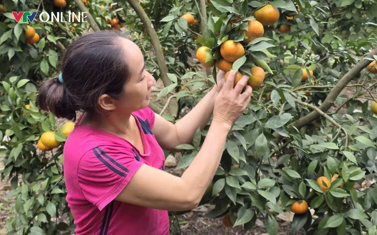 Mô hình trồng cam trên địa bàn xã Tân Sơn được chú trọng và đẩy mạnh. Ảnh: Thu Hường 