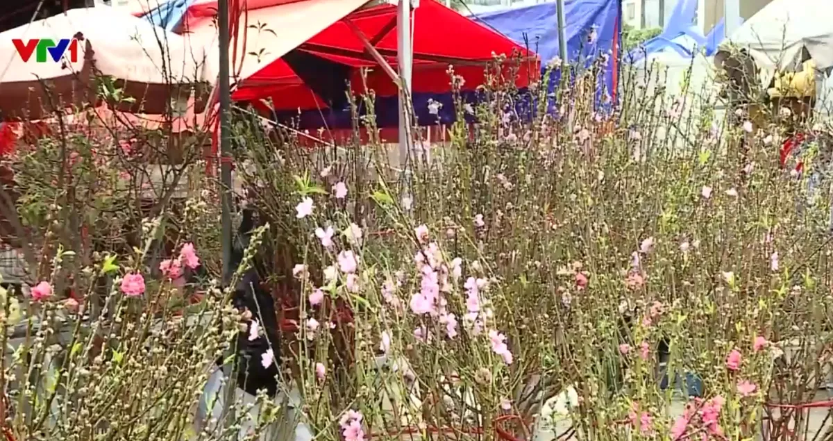 Chợ hoa H&agrave; Nội rộn sắc xu&acirc;n- Ảnh 1.