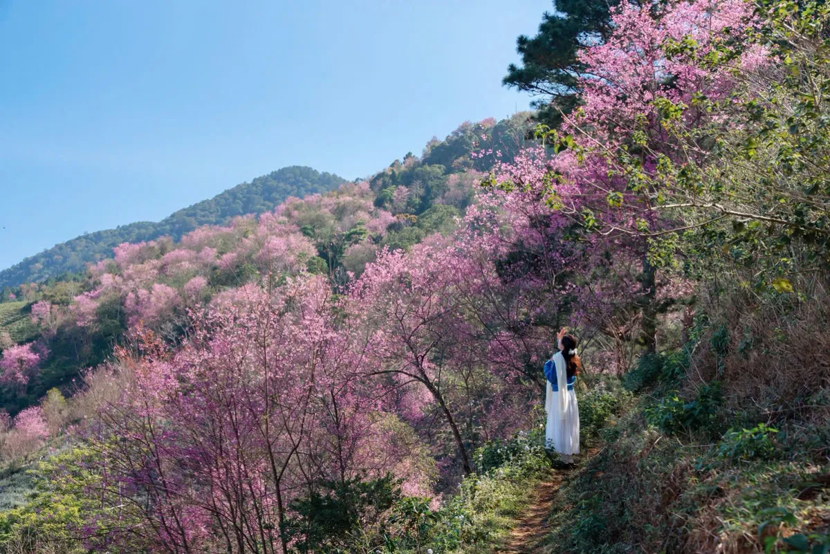 Tết Dương lịch 2026 tạo đà bứt phá cho du lịch Lâm Đồng- Ảnh 3. Tết Dương lịch 2026 tạo đà bứt phá cho du lịch Lâm Đồng- Ảnh 3.