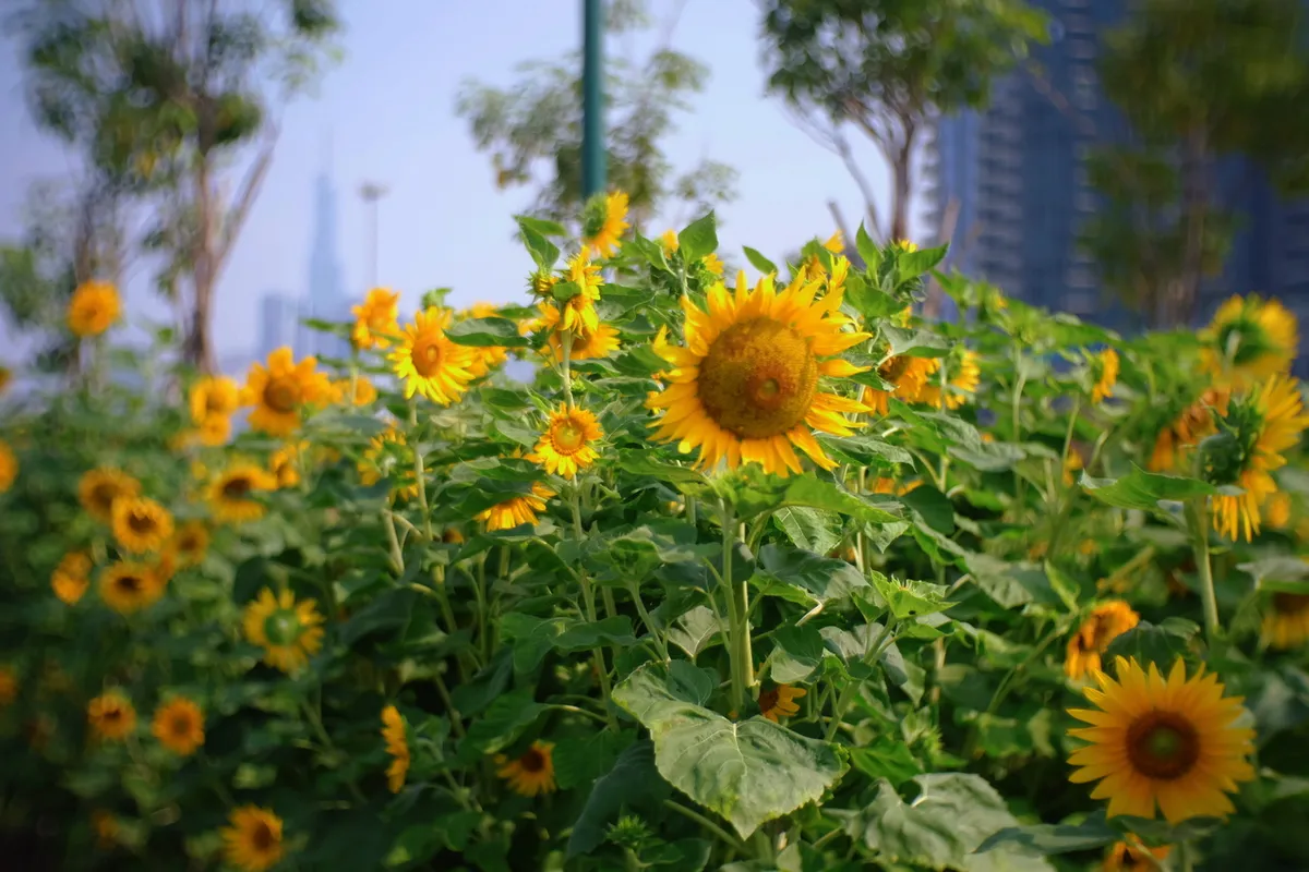 Những điểm check-in "ng&agrave;n hoa" h&uacute;t kh&aacute;ch ở TP Hồ Ch&iacute; Minh- Ảnh 6.