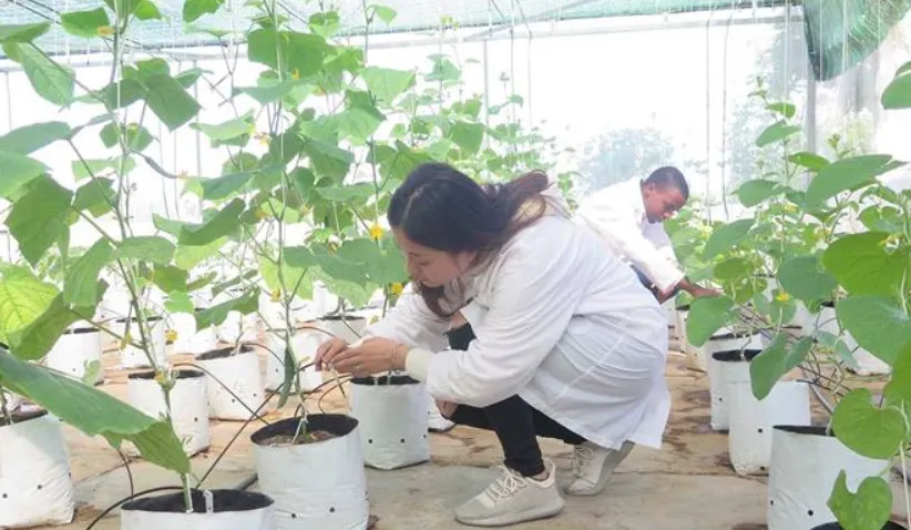 Phê duyệt Kế hoạch thực hiện Hiệp định Thương mại tự do Việt Nam - Israel (VIFTA) - Ảnh 1.