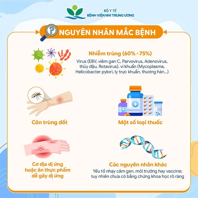 Infographic: Viêm mao mạch dị ứng ở trẻ em - Những điều cha mẹ cần biết- Ảnh 2. Infographic: Viêm mao mạch dị ứng ở trẻ em - Những điều cha mẹ cần biết- Ảnh 2.