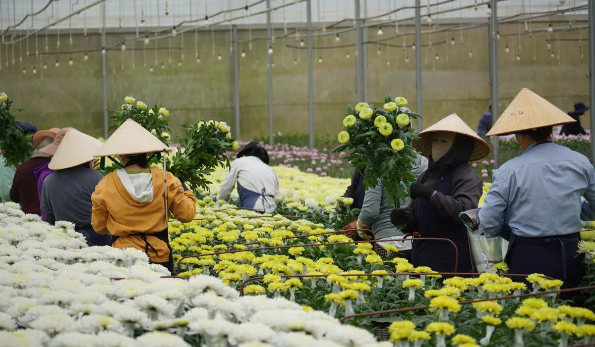 Thị trường hoa kiểng Tết TP.HCM khởi động sớm, gi&aacute; cả ổn định- Ảnh 2.