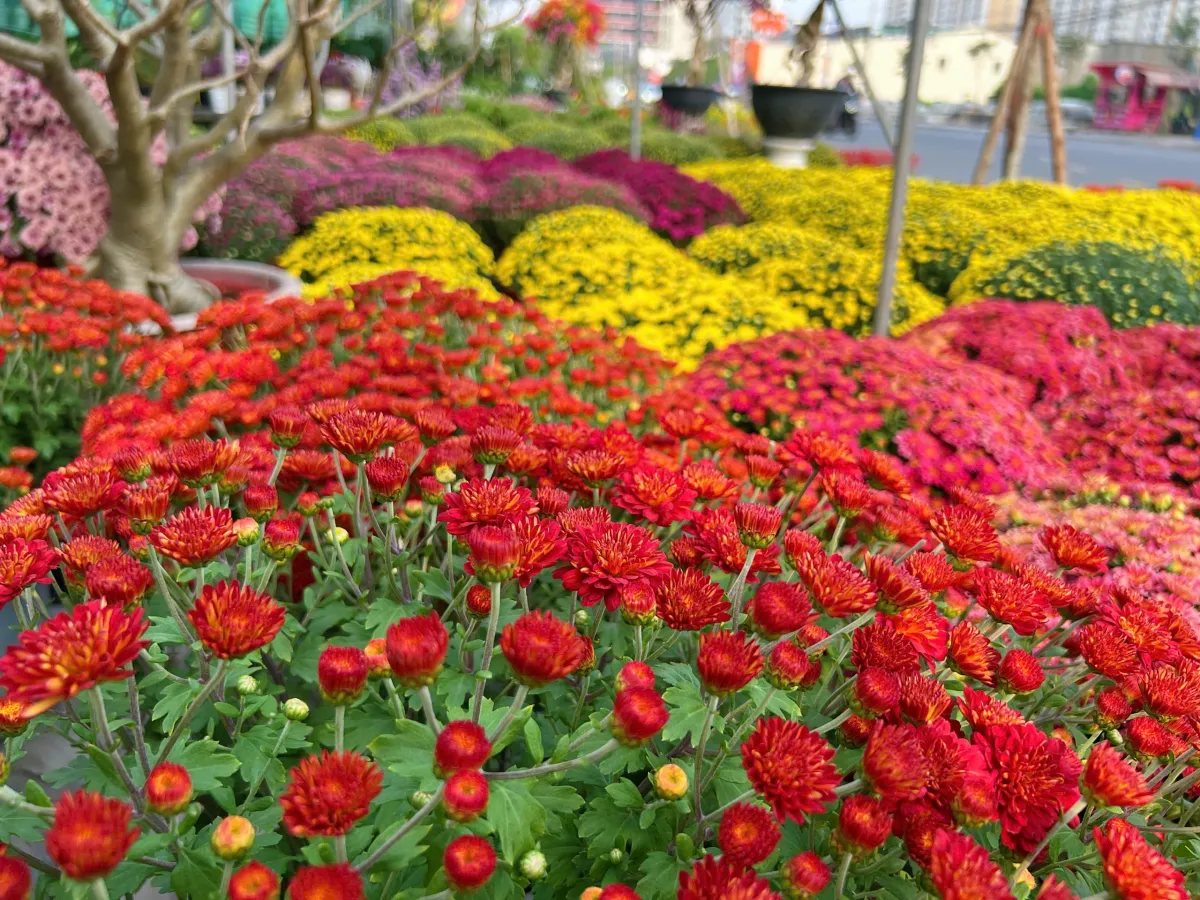 Thị trường hoa kiểng Tết TP.HCM khởi động sớm, gi&aacute; cả ổn định- Ảnh 1.