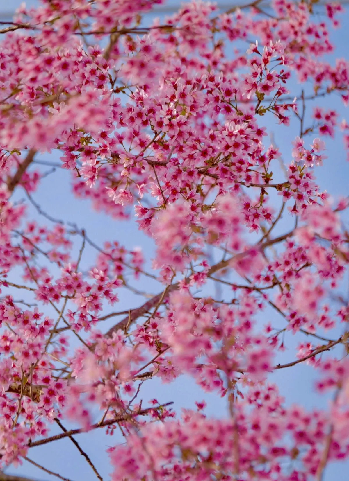 Sắc hồng Mai anh đào lan tỏa khắp Đà Lạt những ngày đầu năm 2026- Ảnh 1. Sắc hồng Mai anh đào lan tỏa khắp Đà Lạt những ngày đầu năm 2026- Ảnh 1.