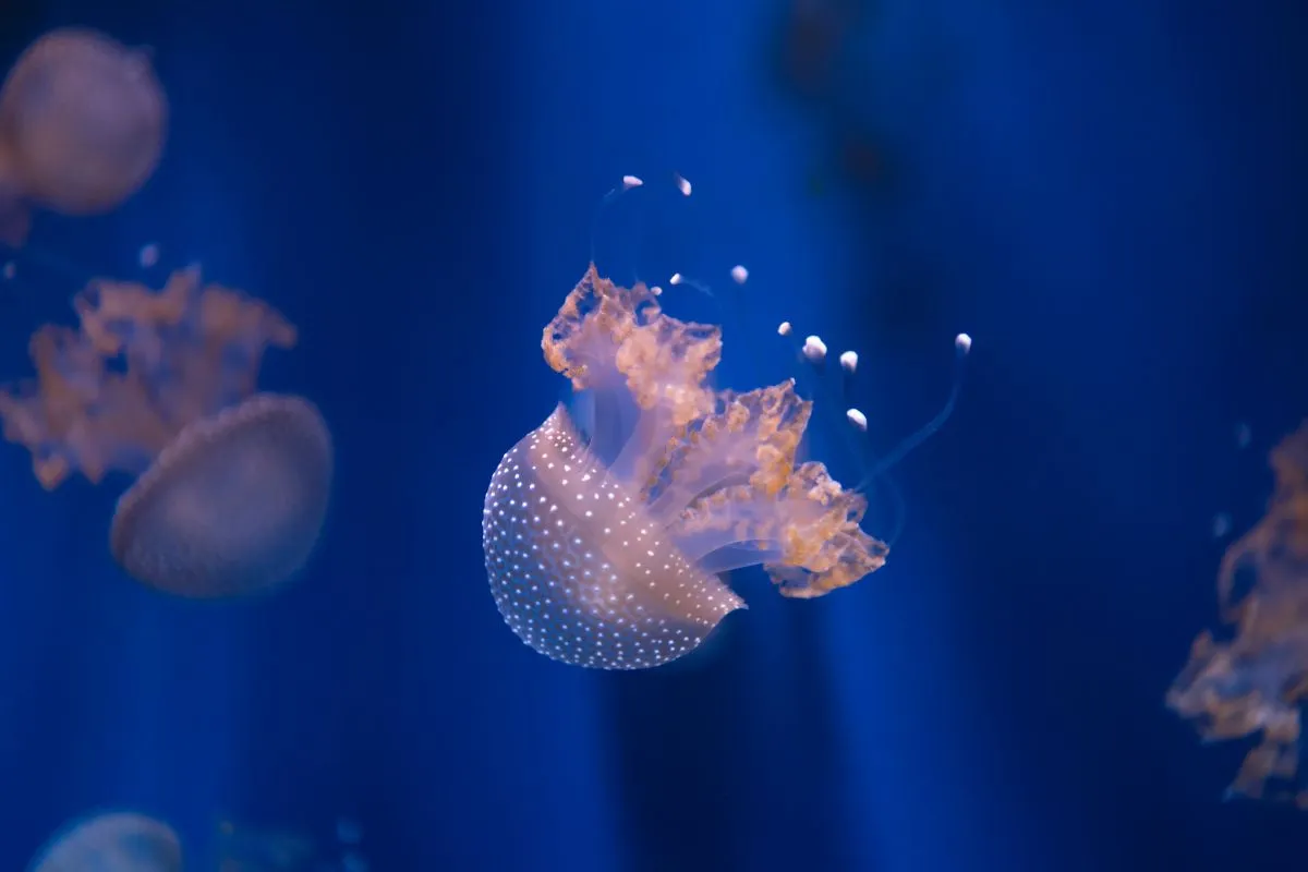 Sinh vật ph&aacute;t quang: Những "ng&ocirc;i sao" tự th&acirc;n dưới đ&aacute;y đại dương huyền b&iacute;- Ảnh 3.