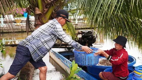 Người nu&ocirc;i t&ocirc;m tr&uacute;ng m&aacute;nh dịp cận Tết- Ảnh 1.