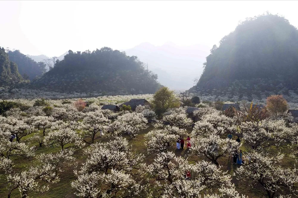 Mộc Ch&acirc;u v&agrave;o m&ugrave;a hoa mận: Sắc trắng tinh kh&ocirc;i n&iacute;u ch&acirc;n du kh&aacute;ch- Ảnh 2.