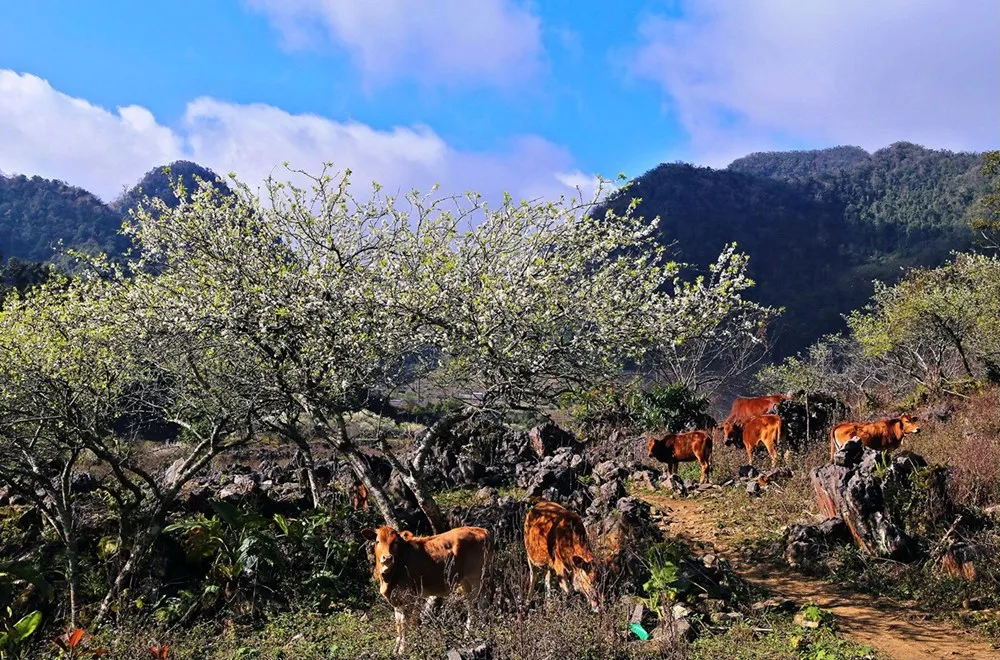 Mộc Ch&acirc;u v&agrave;o m&ugrave;a hoa mận: Sắc trắng tinh kh&ocirc;i n&iacute;u ch&acirc;n du kh&aacute;ch- Ảnh 3.