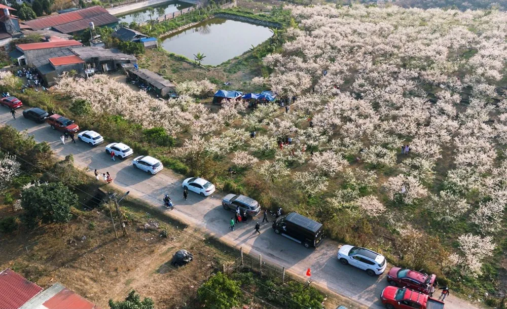 Mộc Ch&acirc;u v&agrave;o m&ugrave;a hoa mận: Sắc trắng tinh kh&ocirc;i n&iacute;u ch&acirc;n du kh&aacute;ch- Ảnh 1.