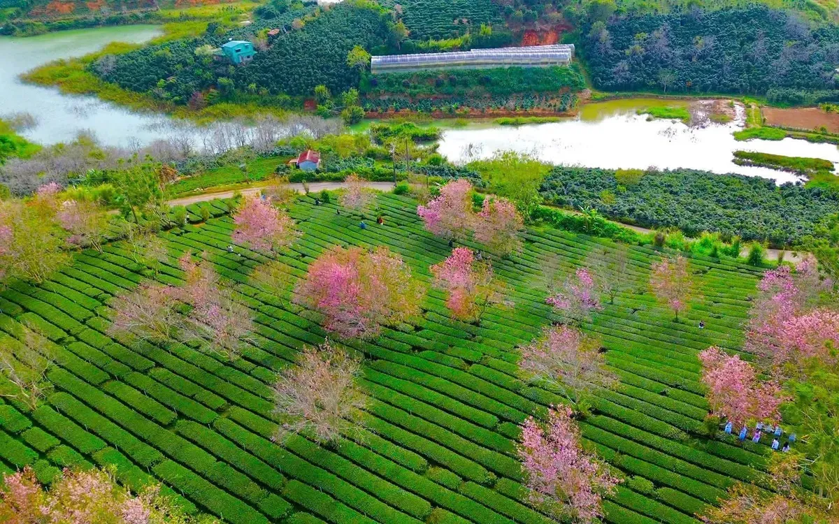 Đ&agrave; Lạt rực rỡ sắc hồng Mai Anh Đ&agrave;o những ng&agrave;y đầu xu&acirc;n B&iacute;nh Ngọ- Ảnh 1.