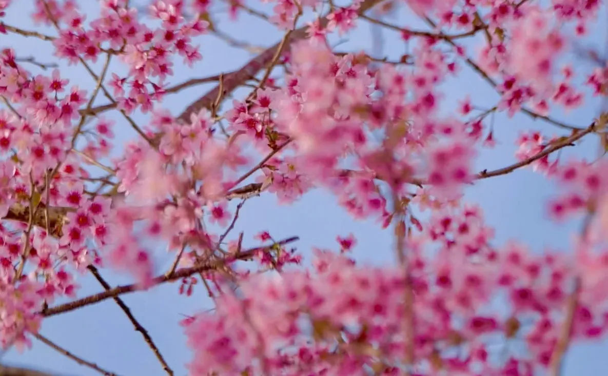 Đ&agrave; Lạt rực rỡ sắc hồng Mai Anh Đ&agrave;o những ng&agrave;y đầu xu&acirc;n B&iacute;nh Ngọ- Ảnh 2.