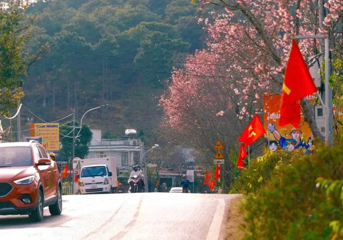 Đ&agrave; Lạt rực rỡ sắc hồng Mai Anh Đ&agrave;o những ng&agrave;y đầu xu&acirc;n B&iacute;nh Ngọ- Ảnh 3.