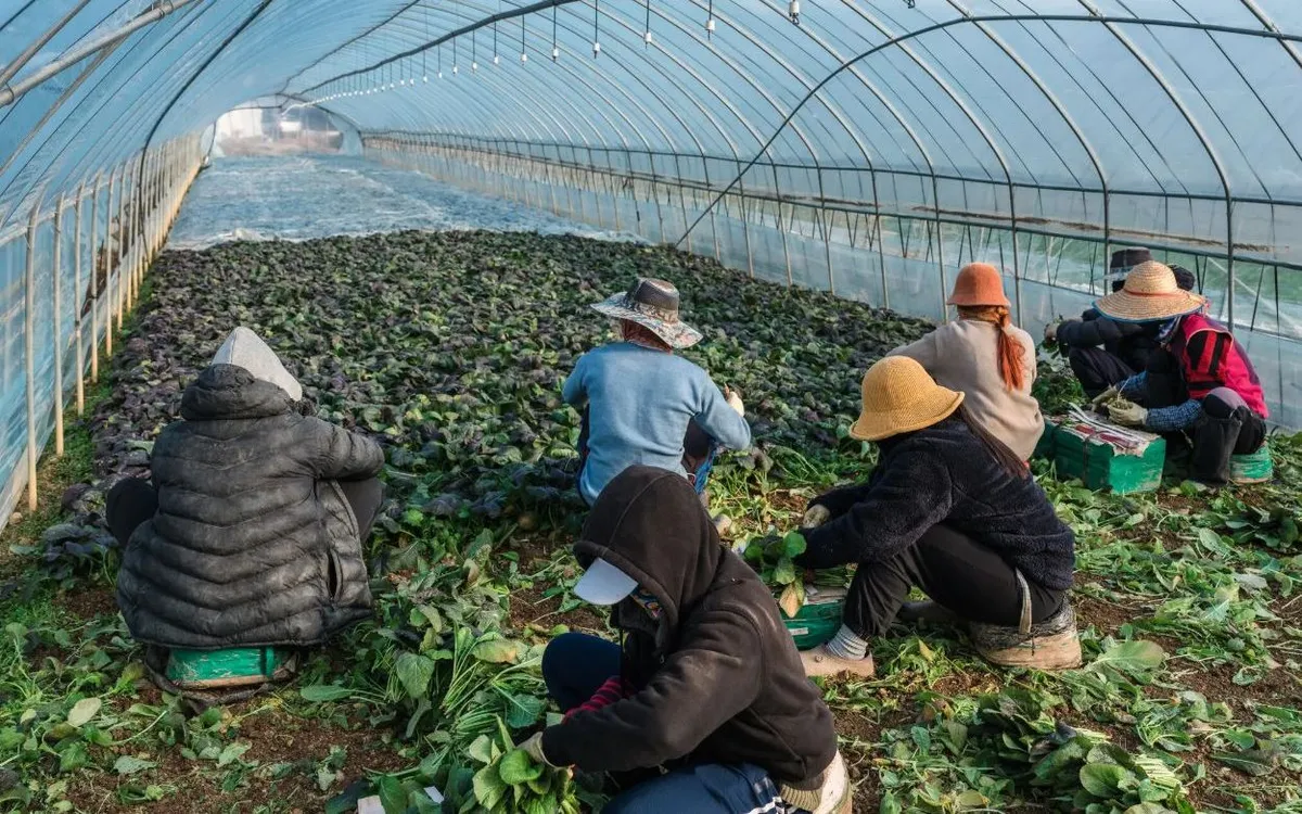 Lao động di cư thu hoạch và đóng gói rau củ trong nhà kính ở Gasan-myeon, Hàn Quốc (Ảnh: The New York Times)