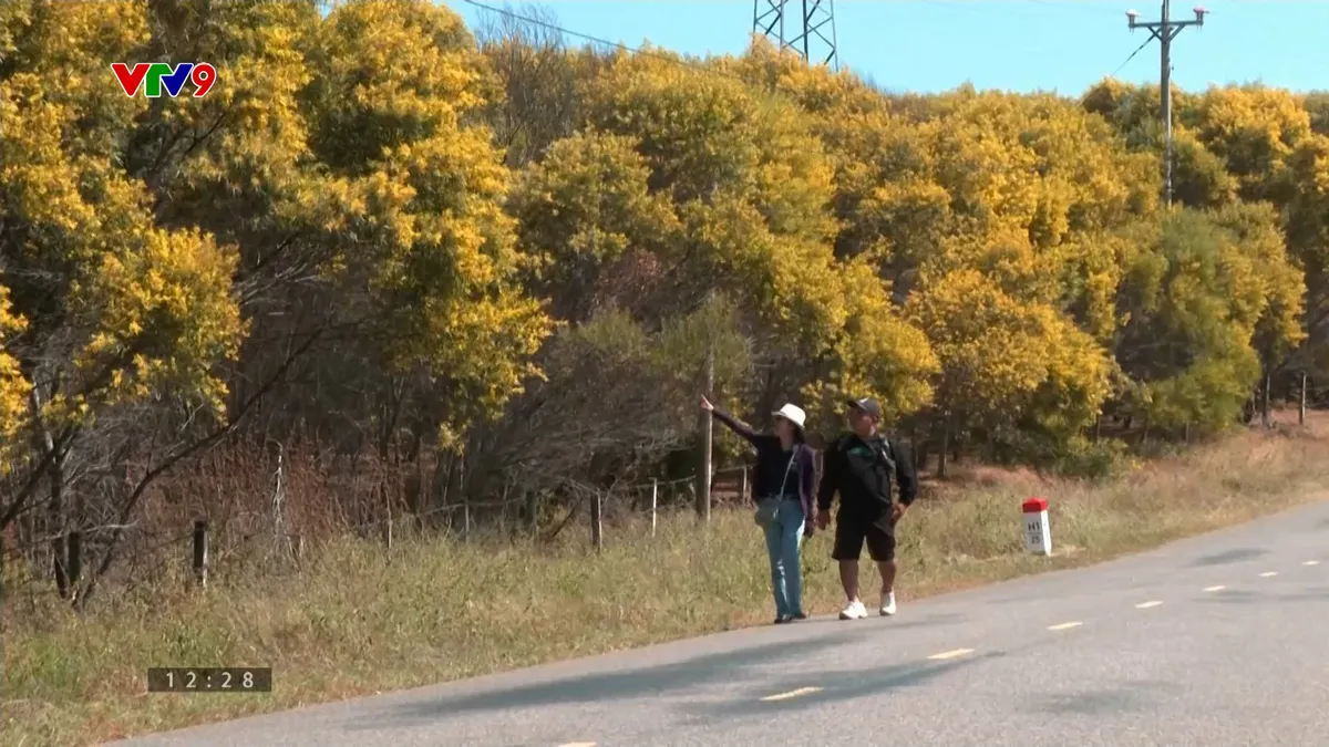 Rực rỡ sắc vàng mùa hoa keo lá tràm