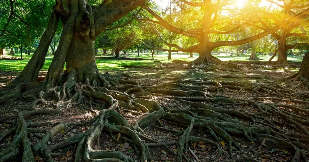 Mạng lưới li&ecirc;n lạc "ngầm" kỳ diệu của rừng gi&agrave;- Ảnh 3.