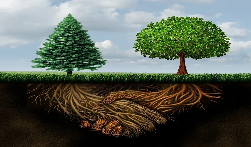 Mạng lưới li&ecirc;n lạc "ngầm" kỳ diệu của rừng gi&agrave;- Ảnh 1.