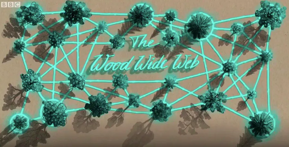 Mạng lưới li&ecirc;n lạc "ngầm" kỳ diệu của rừng gi&agrave;- Ảnh 2.