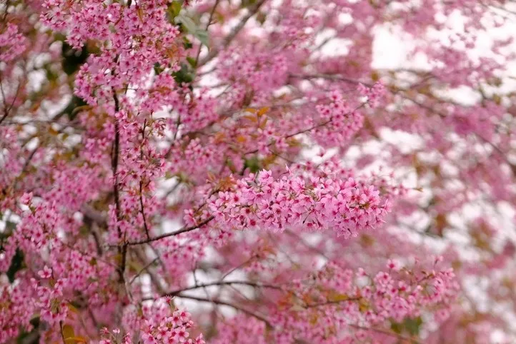 L&acirc;m Đồng: Lễ hội hoa Mai Anh Đ&agrave;o Đ&agrave; Lạt mở m&agrave;n chuỗi hoạt động hấp dẫn m&ugrave;a Xu&acirc;n tr&ecirc;n cao nguy&ecirc;n - Ảnh 2.