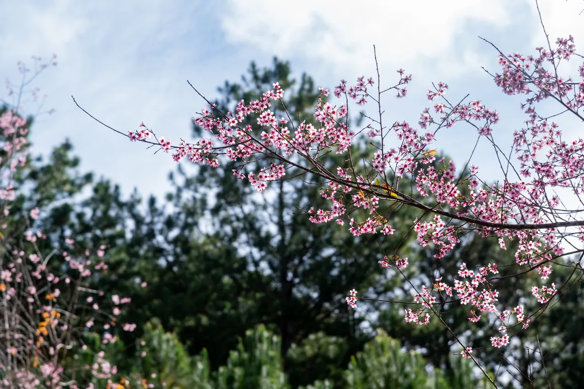 Nghệ sĩ hội tụ tại s&acirc;n khấu thực cảnh ho&agrave;ng tr&aacute;ng khai mạc Lễ hội hoa mai anh đ&agrave;o - Đ&agrave; Lạt Xu&acirc;n 2026- Ảnh 6.