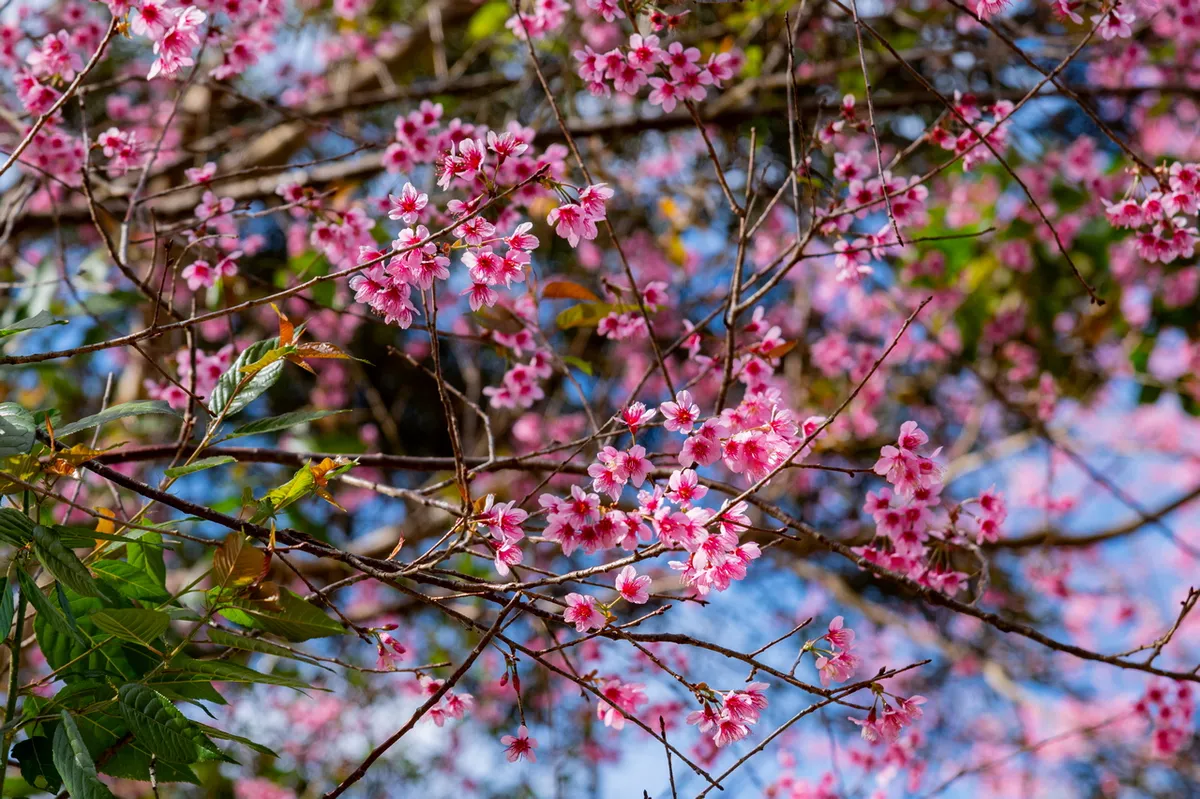 Nghệ sĩ hội tụ tại s&acirc;n khấu thực cảnh ho&agrave;ng tr&aacute;ng khai mạc Lễ hội hoa mai anh đ&agrave;o - Đ&agrave; Lạt Xu&acirc;n 2026- Ảnh 5.