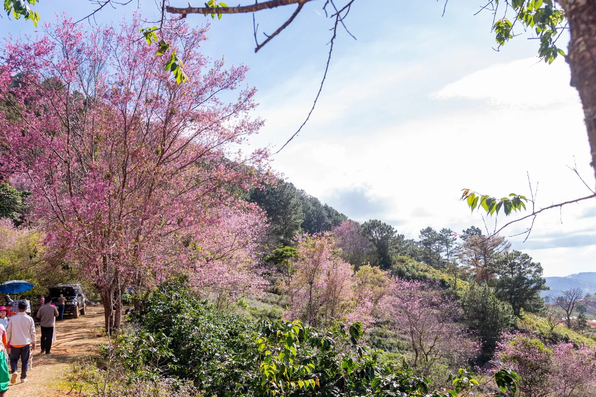 Nghệ sĩ hội tụ tại s&acirc;n khấu thực cảnh ho&agrave;ng tr&aacute;ng khai mạc Lễ hội hoa mai anh đ&agrave;o - Đ&agrave; Lạt Xu&acirc;n 2026- Ảnh 3.