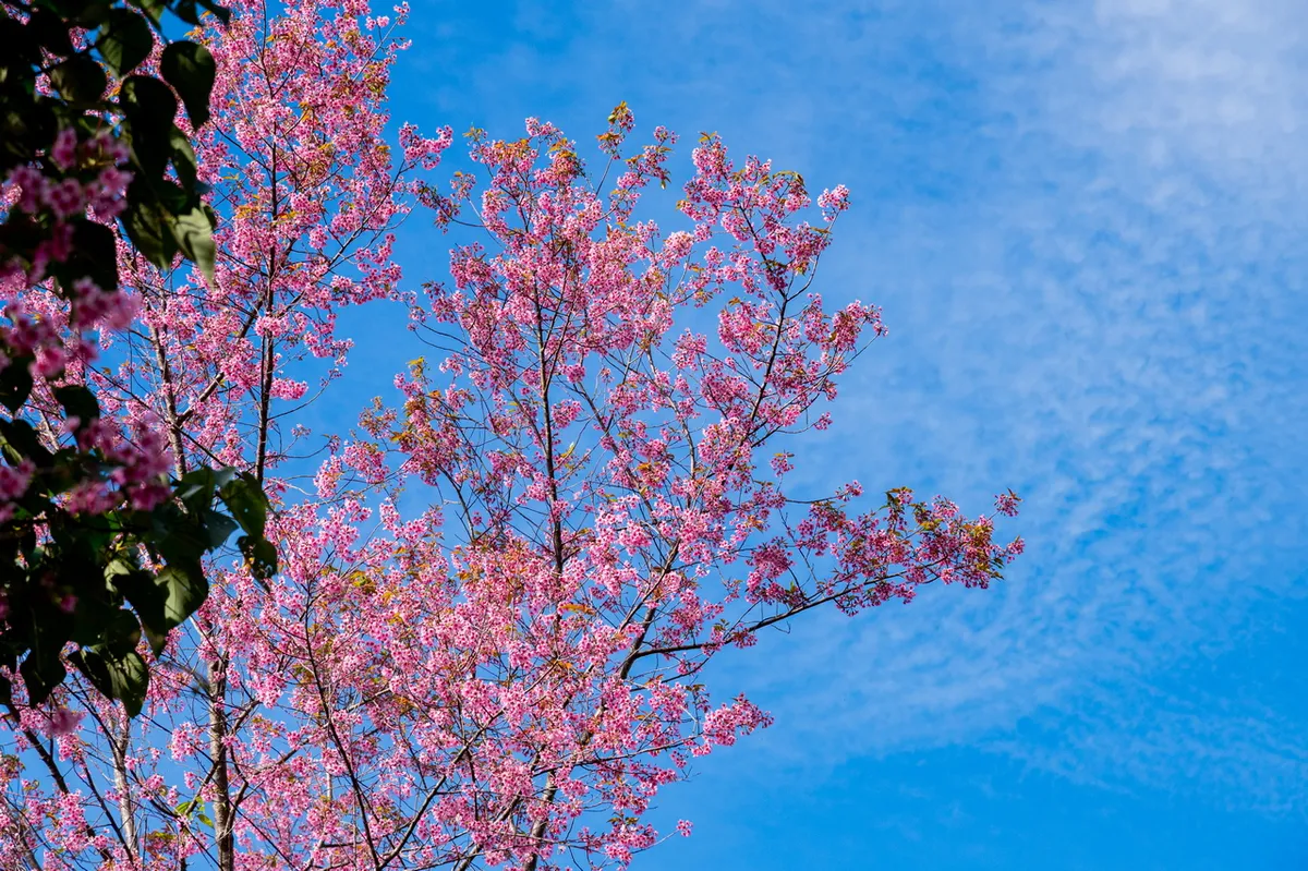 Nghệ sĩ hội tụ tại s&acirc;n khấu thực cảnh ho&agrave;ng tr&aacute;ng khai mạc Lễ hội hoa mai anh đ&agrave;o - Đ&agrave; Lạt Xu&acirc;n 2026- Ảnh 7.