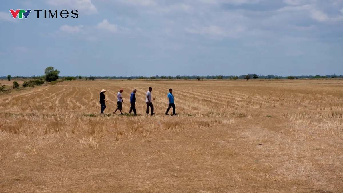 Cần Thơ "chạy nước r&uacute;t" trước nguy cơ hạn mặn gay gắt m&ugrave;a kh&ocirc; 2026 - Ảnh 2.