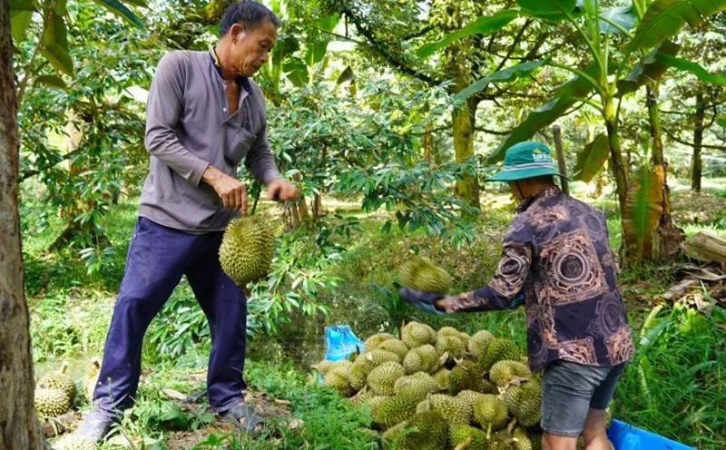 &Aacute;p dụng truy xuất nguồn gốc n&ocirc;ng sản giai đoạn 2026&ndash;2030, ưu ti&ecirc;n sầu ri&ecirc;ng- Ảnh 1.