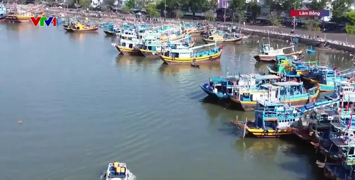 Ba tuần li&ecirc;n tiếp kh&ocirc;ng c&oacute; t&agrave;u c&aacute; Việt Nam bị nước ngo&agrave;i bắt giữ- Ảnh 1.