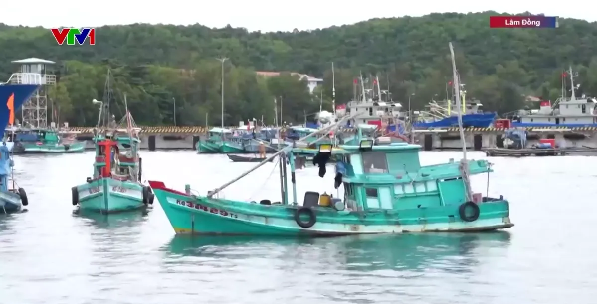 Ba tuần li&ecirc;n tiếp kh&ocirc;ng c&oacute; t&agrave;u c&aacute; Việt Nam bị nước ngo&agrave;i bắt giữ- Ảnh 4.