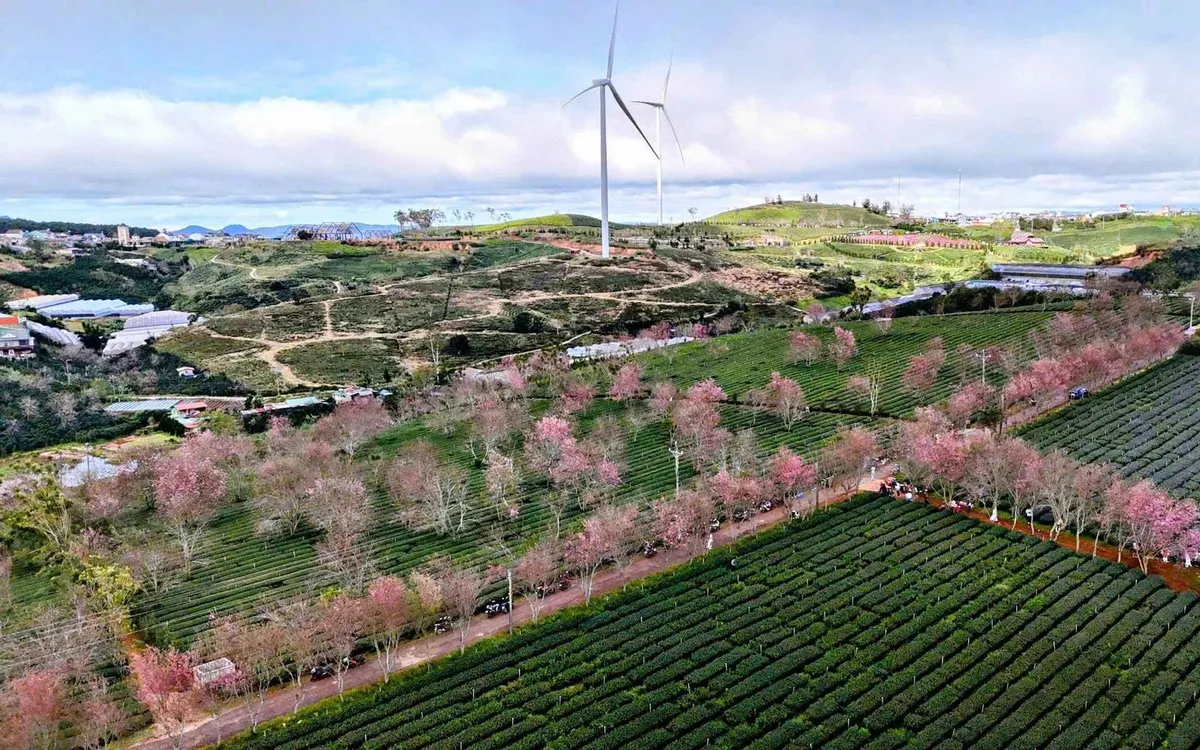 Hoa Mai Anh Đào khu vực Cầu Đất, cách trung tâm Đà Lạt khoảng gần 30km chuẩn bị nở rộ. Ảnh: Thành Nhân