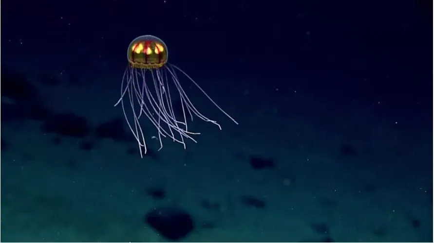 Mật m&atilde; của sự im lặng: Ng&ocirc;n ngữ &aacute;nh s&aacute;ng dưới đ&aacute;y đại dương- Ảnh 1.