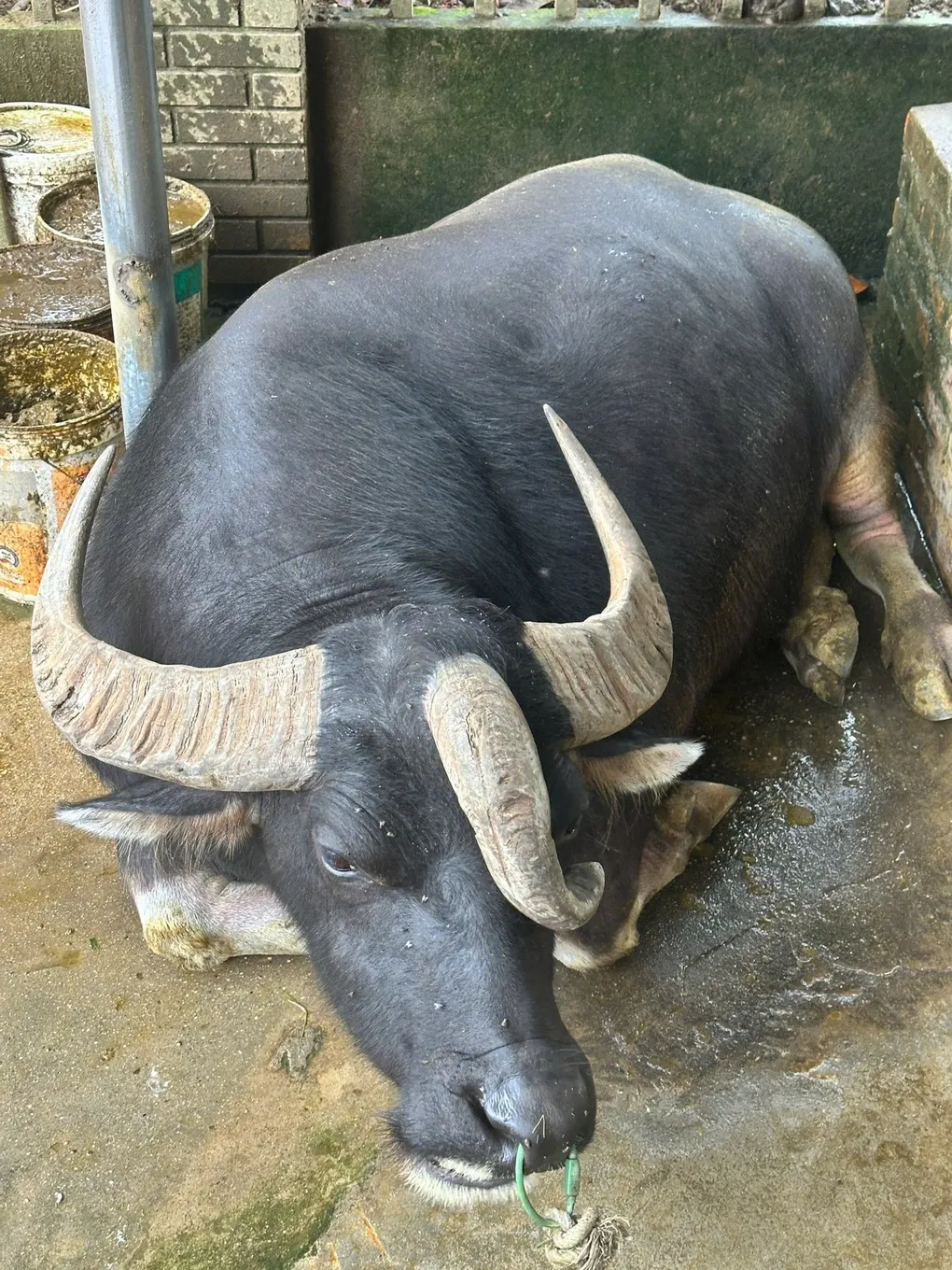 Tr&acirc;u 1 tấn c&oacute; 3 sừng ở Tuy&ecirc;n Quang, chủ chi hơn 10 triệu đồng mỗi th&aacute;ng để chăm s&oacute;c- Ảnh 1.