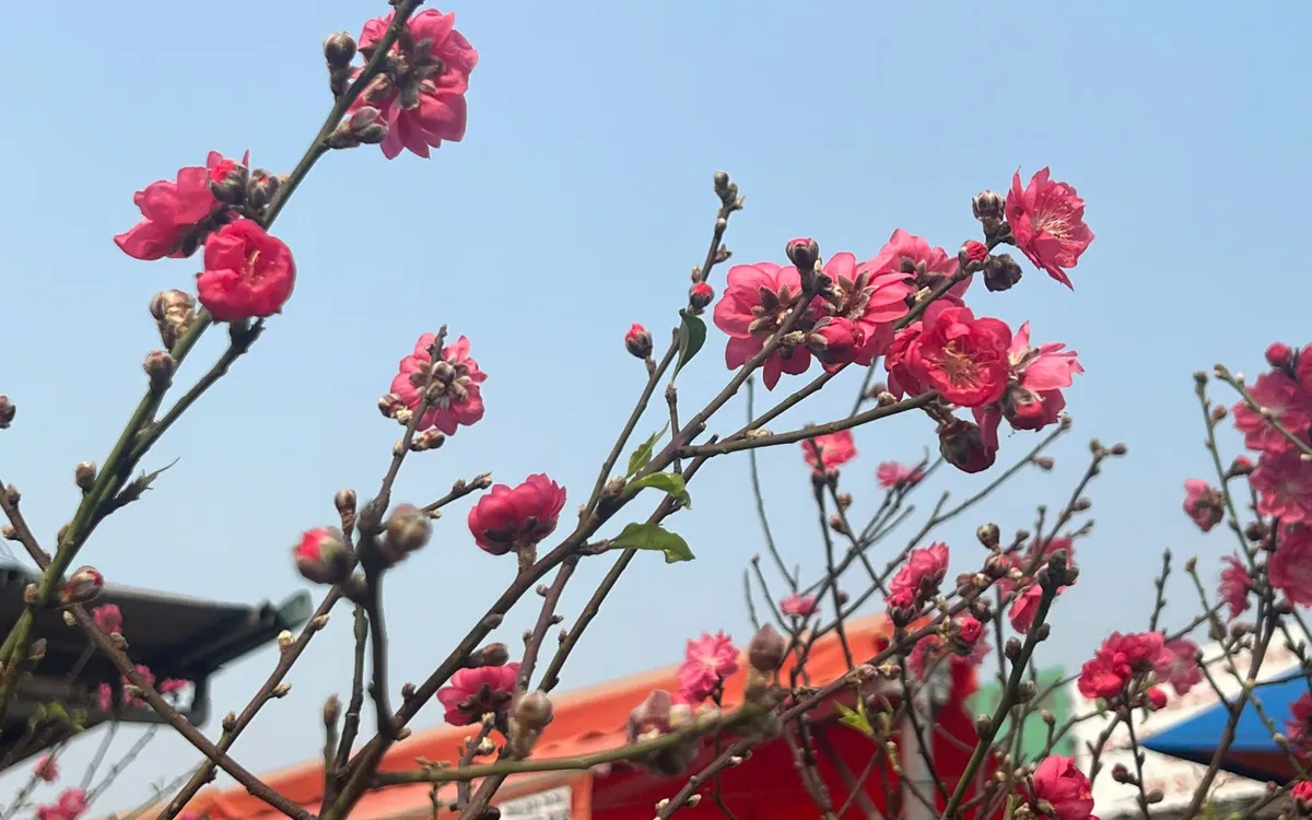 Thị trường đào sớm Quảng An nhộn nhịp dù chi phí vận chuyển tăng